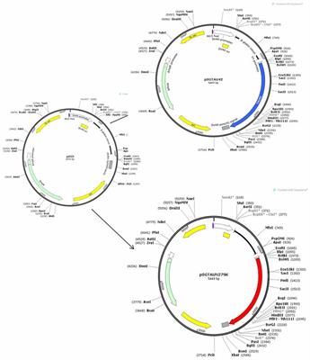 Frontotemporal Dementia-Associated N279K Tau Mutation Localizes at the Nuclear Compartment